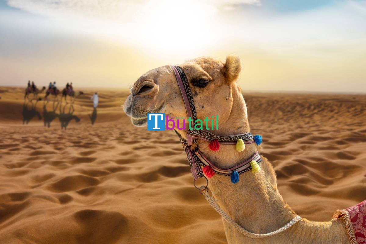 Aır Arabia İle İstanbul Çıkışlı Çölün Ortasındaki Vaha Dubai Şehir Turu 4 Gece - Resim #5