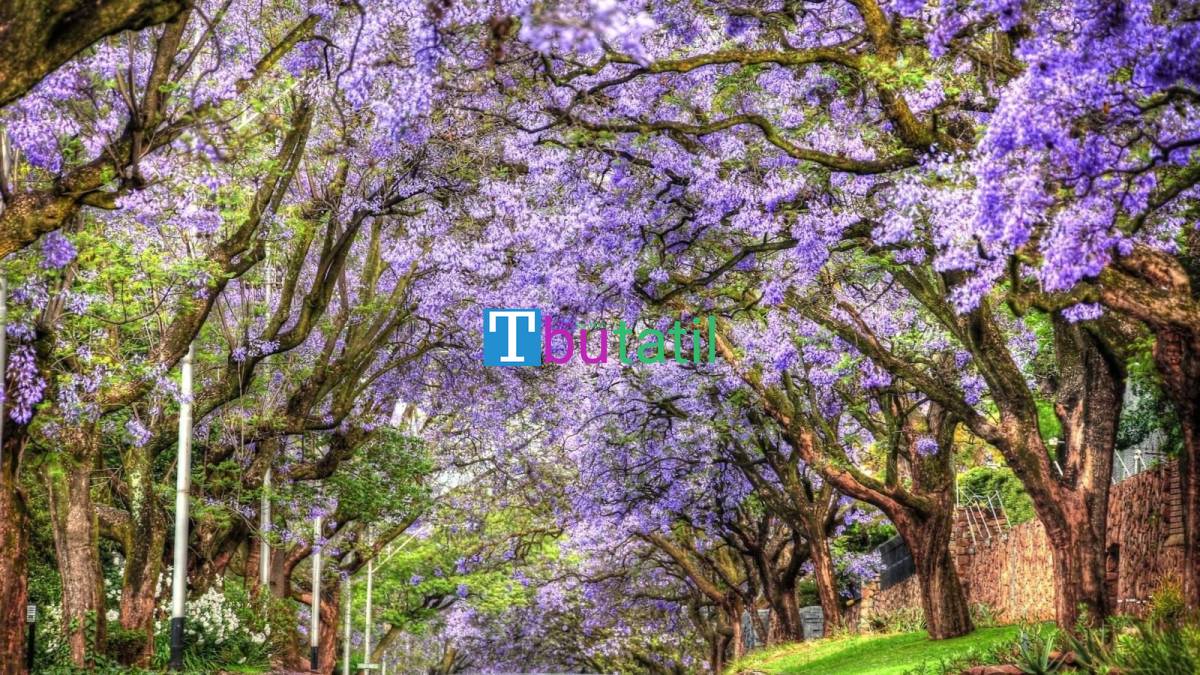 Elegant Güney Afrika Turu - Türk Havayolları ile - Resim #8
