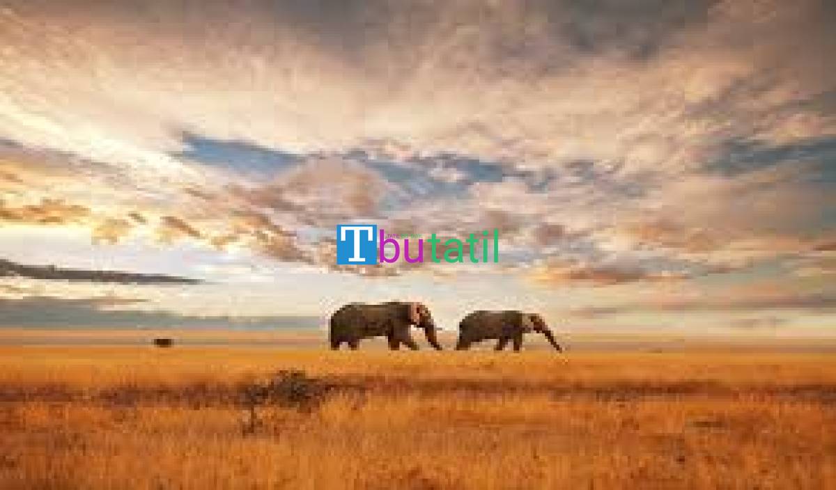 Elegant Kenya & Tanzanya Büyük Göç Turu - Türk Havayolları ile - Resim #9