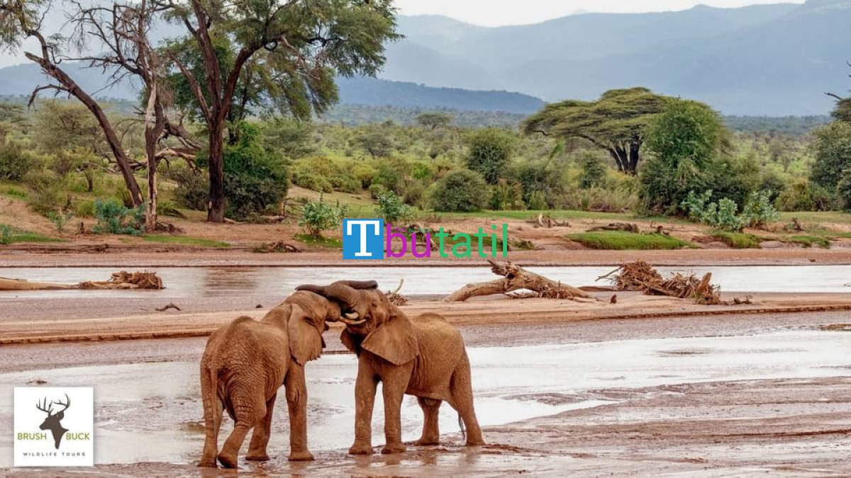Elegant Kenya & Tanzanya Büyük Göç Turu - Türk Havayolları ile - Resim #0