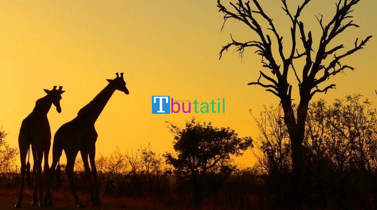 Görkemli Güney Afrika ve Safari Turu - THY ile (Ara Tatil Dönemi) - Resim #1