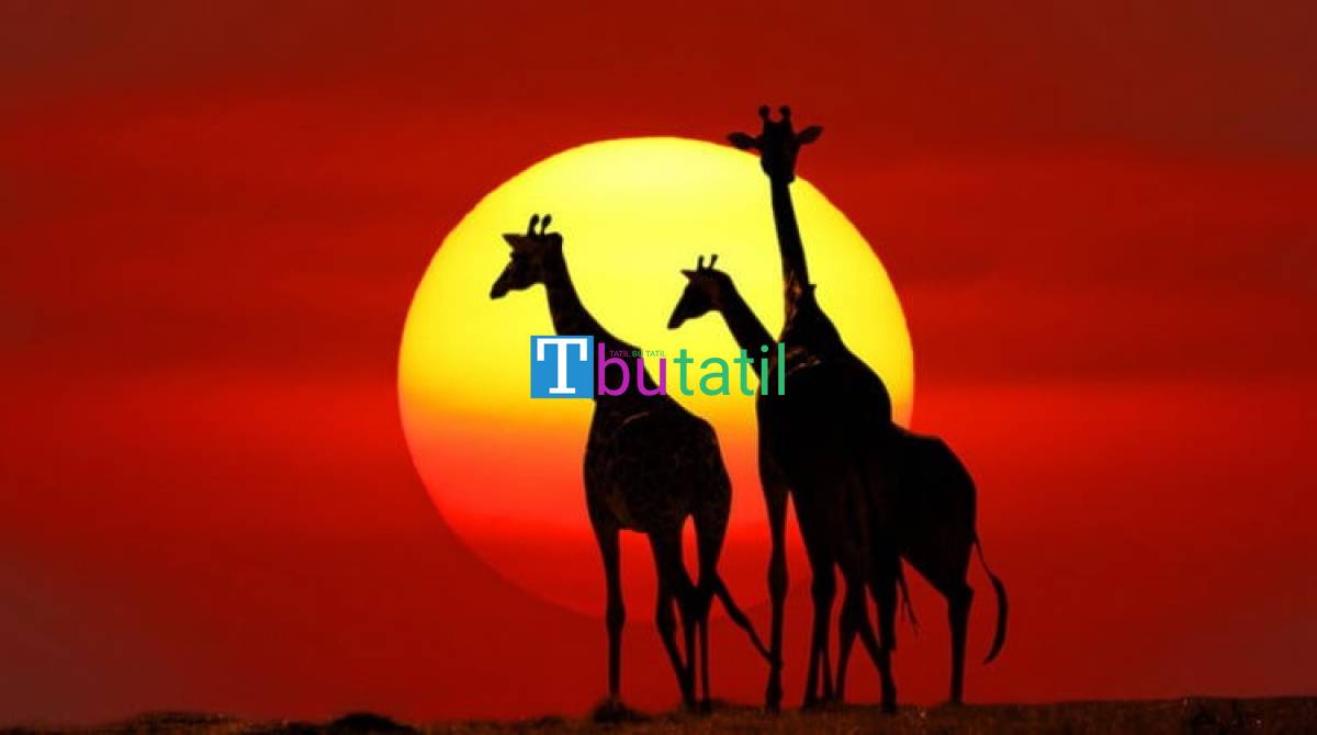 Görkemli Güney Afrika ve Safari Turu - THY ile (Ara Tatil Dönemi) - Resim #4