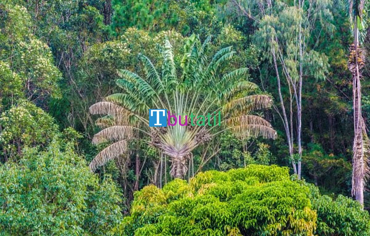 Madagaskar Mauritius Turu - Türk Hava Yolları ile - Tüm Geziler Dahil - Resim #2