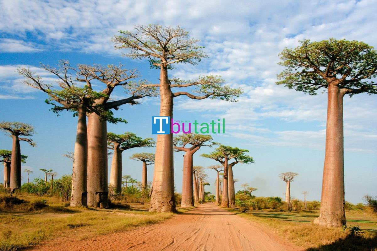 Madagaskar Mauritius Turu - Türk Hava Yolları ile - Tüm Geziler Dahil - Resim #3