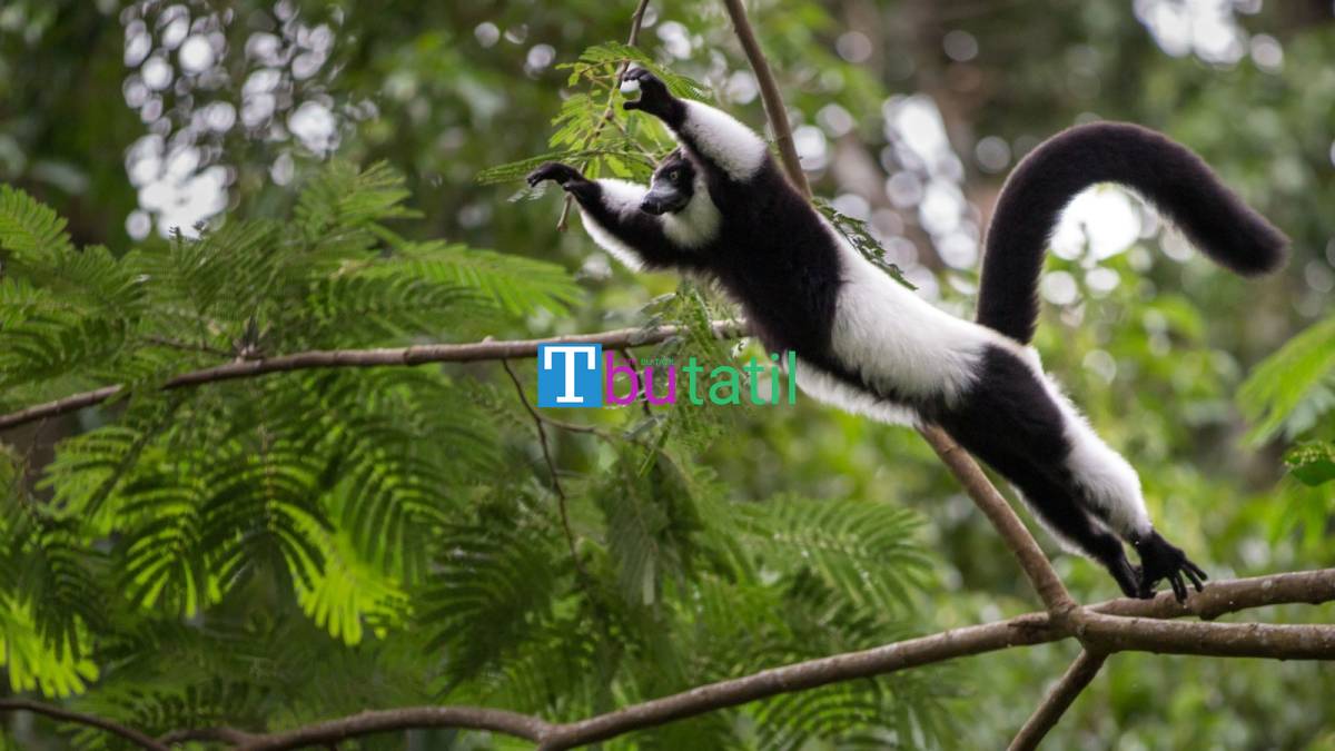 Madagaskar Mauritius Turu - Türk Hava Yolları ile - Tüm Geziler Dahil - Resim #6