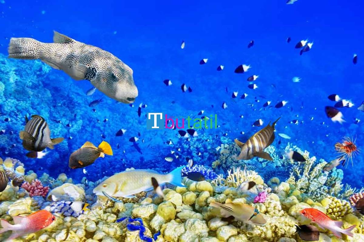 Thy İle Sharm El Sheıkh Turu 6 Gece - Resim #8