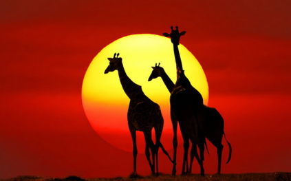 Görkemli Güney Afrika ve Safari Turu - THY ile (Ara Tatil Dönemi)